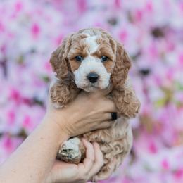 Magnolia - Apricot female Goldendoodle puppy in Norfolk, Virginia from 757 Doodles
