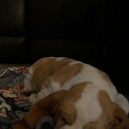 Basset Hound Puppies from Fancy Hounds