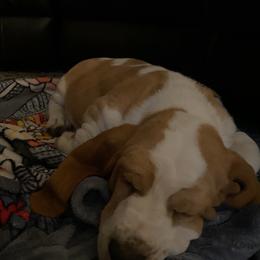 Basset Hound Puppies from Fancy Hounds