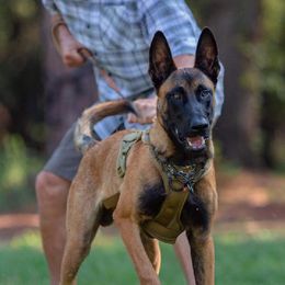 Axl - Belgian Malinois