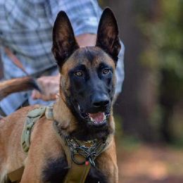 Axl - Belgian Malinois