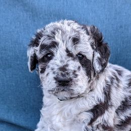 Assorted Doodle Crosses from T.H. Aki-poo Puppies