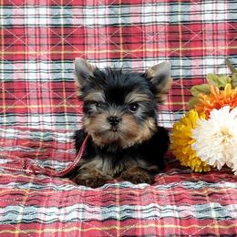 Jazzy - Blue and gold female Yorkshire Terrier puppy in Pinellas Park, Florida from Silversands Yorkshire Terriers
