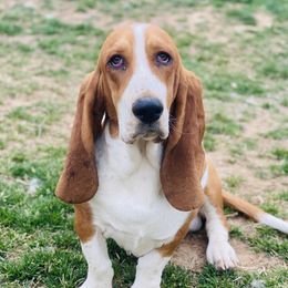 Assorted Doodle Crosses, Basset Hounds, Dachshunds, German Shepherds, and Goldendoodles from Grind Stone Breeding Kennels