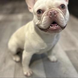 Kratos - French Bulldog