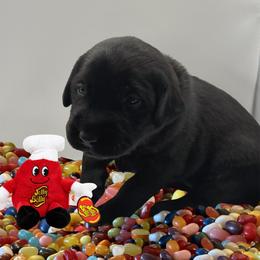 Tutti Frutti - Black female Labrador Retriever puppy in Water Valley, Mississippi from Three Lakes Labs & WHDs
