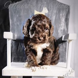 Cockapoo Puppies from Royal Cockapoo Playhouse