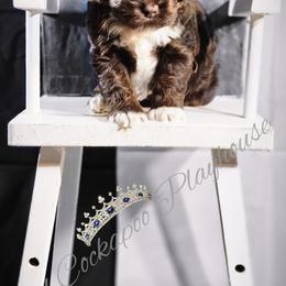 Cockapoo Puppies from Royal Cockapoo Playhouse
