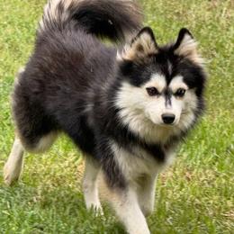 Chanel - Pomsky