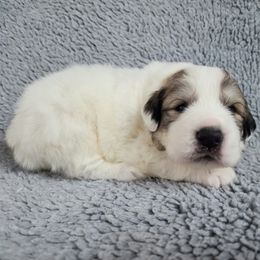 Loki - Red Collar - White and badger male Great Pyrenees puppy in Monmouth, Maine from Flewelling Great Pyrenees
