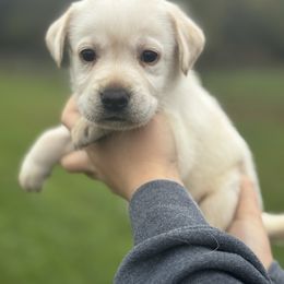 Mrs. Crabtree - Yellow female Labrador Retriever puppy in Garnett, Kansas from Timberland Creek Labradors
