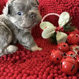 French Bulldog Puppies from S-D Frenchies