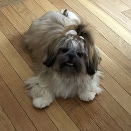 Ellie - Shih Tzu
