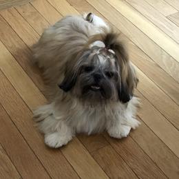 Ellie - Shih Tzu