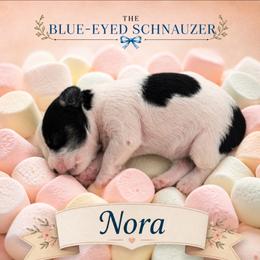 Nora - Parti female Miniature Schnauzer puppy in Winter Haven, Florida from The Blue Eyed Schnauzer