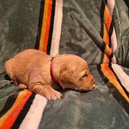 Cupid (red collar) - Dark golden male Golden Retriever puppy in Tenino, Washington from Oak River Goldens'