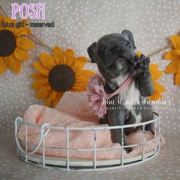 Posh Spice - Blue female French Bulldog puppy in Loxahatchee, Florida from Blue Wonder Frenchies
