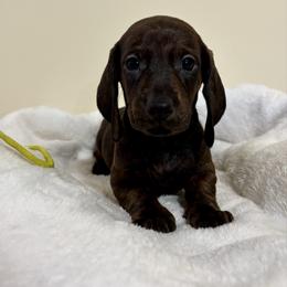 Yellow Collar Girl - Brindle female Dachshund puppy in Baltimore, Maryland from Passport Dachshunds