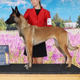 Belgian Malinois Puppies from Ak Hell Hounds