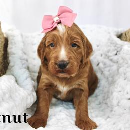Chestnut - Apricot female Goldendoodle puppy in Casa Grande, Arizona from AzDoodle Dandies
