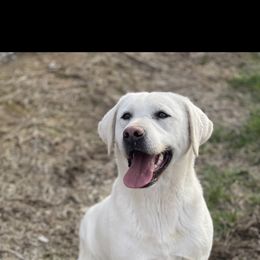 Oakley - Labrador Retriever