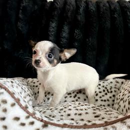 Oakey - Black and white male Chihuahua puppy in Alvord, Texas from Gift of Gods Favor