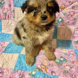 Blue Merle female - Blue merle female Miniature Australian Shepherd puppy in Lemon Cove, California from Magic Ranch Mini Aussies
