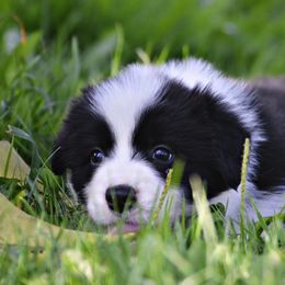 Border Collie Puppies from Fasstari