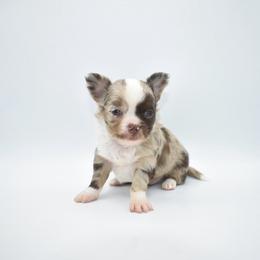 Rolo - AKC - Merle male Chihuahua puppy in Bulls Gap, Tennessee from Smokey Mountain Chihuahuas
