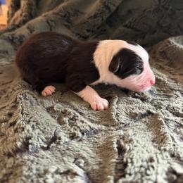 Rafiki Now Winston - Black tri-color male Australian Shepherd puppy in Stillwater, Oklahoma from Brush Creek Australian Shepards