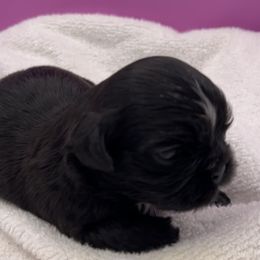 Jetty - Black and white Shih Tzu puppy in Statesboro, Georgia from Magnolia Small Breeds