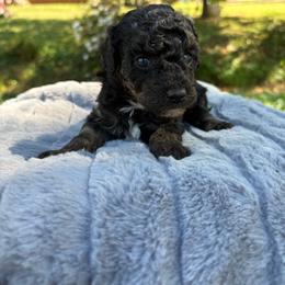 Thing - Phantom male Poodle puppy in Malvern, Arkansas from Sweet as dessert puppies