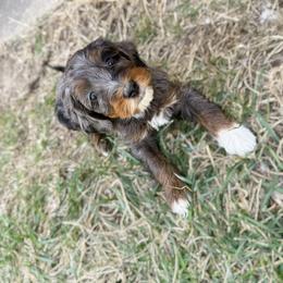Nala - Blue merle female Bernedoodle puppy in Wamego, Kansas from Doodles of Oz