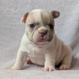 Penelope - White female French Bulldog puppy in Battle Ground, Washington from Ferguson's Bulldogs
