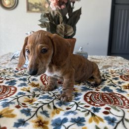 Tigress - Brindle female Dachshund puppy in Temecula, California from Naomi Magee's Dachshund Kennel