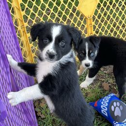 Girl 2 - Black & white female Australian Shepherd puppy in Lakeland, Florida from Infinite Aussies