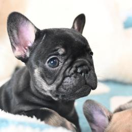 Jelly - Black and tan female French Bulldog puppy in Keeseville, New York from Big Sky Frenchies