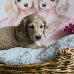 Tootie - Cream female Dachshund puppy in Pace, Florida from Shoebox Doxie’s