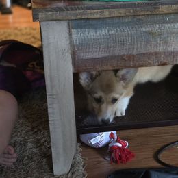 Pembroke Welsh Corgi Puppies from Triple M Ranch Corgi's