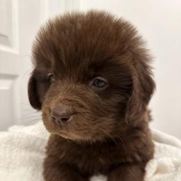 Tessie aqua collar - Brown female Newfoundland puppy in Comstock Park, Michigan from Two Brown Dogs and a Pig