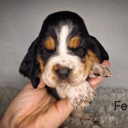 Felix - Black brown and white male Basset Hound puppy in Mack's Creek, Missouri from Mack's Creek Basset Hounds