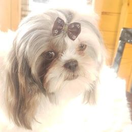 Shelby - Shih Tzu