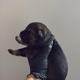 Elvis - Sable male German Shepherd puppy in Knowlton Township, New Jersey from Augenblick Kennels