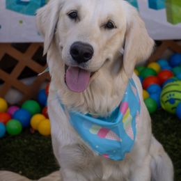 Golden Retriever Puppies from Mountain Sky Goldens