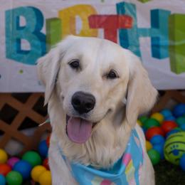 Golden Retriever Puppies from Mountain Sky Goldens