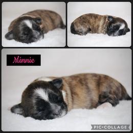 Minnie - Brindle and white female Shih Tzu puppy in Pennsylvania from Manor Hills Shih Tzus