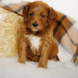 Trick - Red  male Goldendoodle puppy in Mendon, Massachusetts from Comfort & Cuddle Co