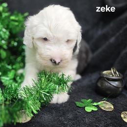 Zeke - Gray and white male Old English Sheepdog puppy in Sutherlin, Oregon from Sapphire Eyes Sheepdogs