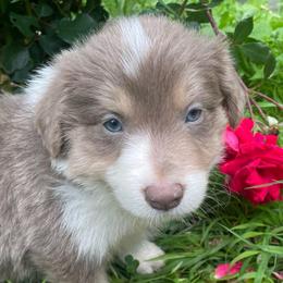 Pink Collar - Lilac female Border Collie puppy in Gadsden, Alabama from Collie Wood Hills