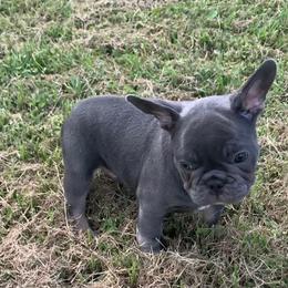 Boxer and French Bulldog Puppies from Beachside Boxers and Frenchies